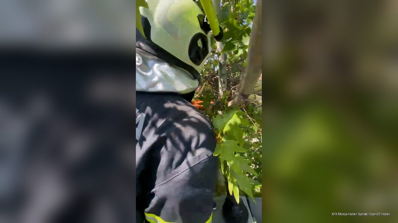 Ağaçta Mahsur Kalan Yavru Kuş, İtfaiyenin Müdahalesiyle Kurtuldu
