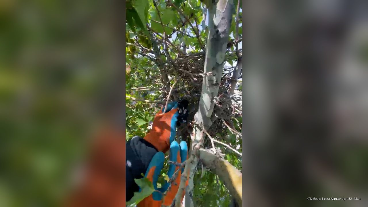 Ağaçta Mahsur Kalan Yavru Kuş, İtfaiyenin Müdahalesiyle Kurtuldu