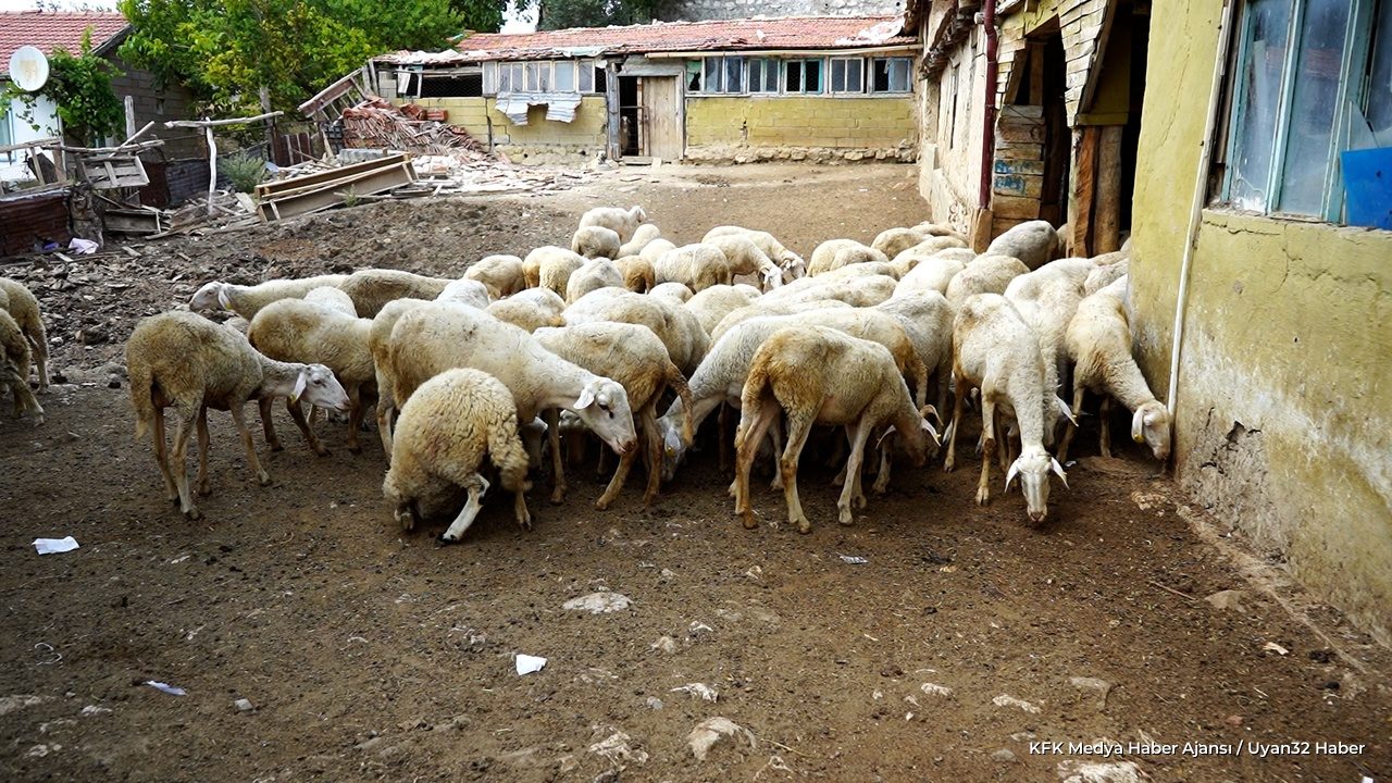 Sanatın İki Yüzü: Çoban ve Şair