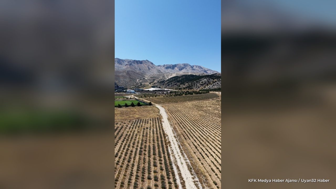 Davraz Kayak Merkezi'nde Mor Hasat Mesaisi Başladı