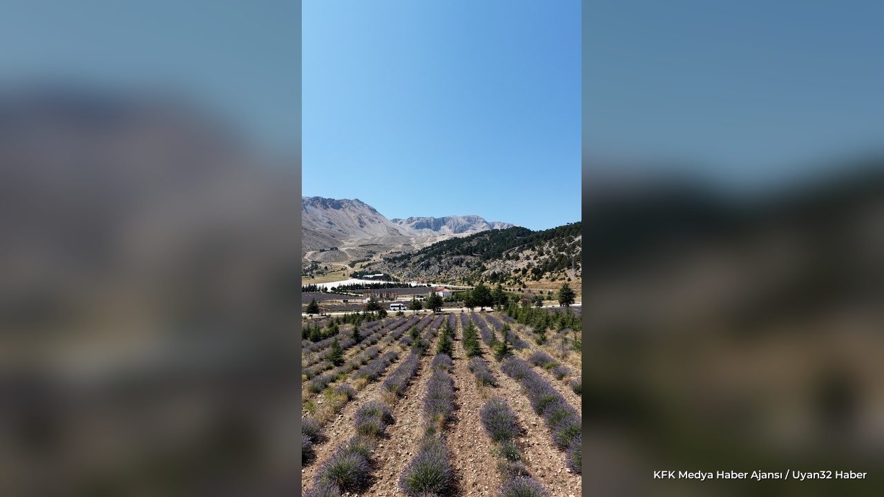 Davraz Kayak Merkezi'nde Mor Hasat Mesaisi Başladı