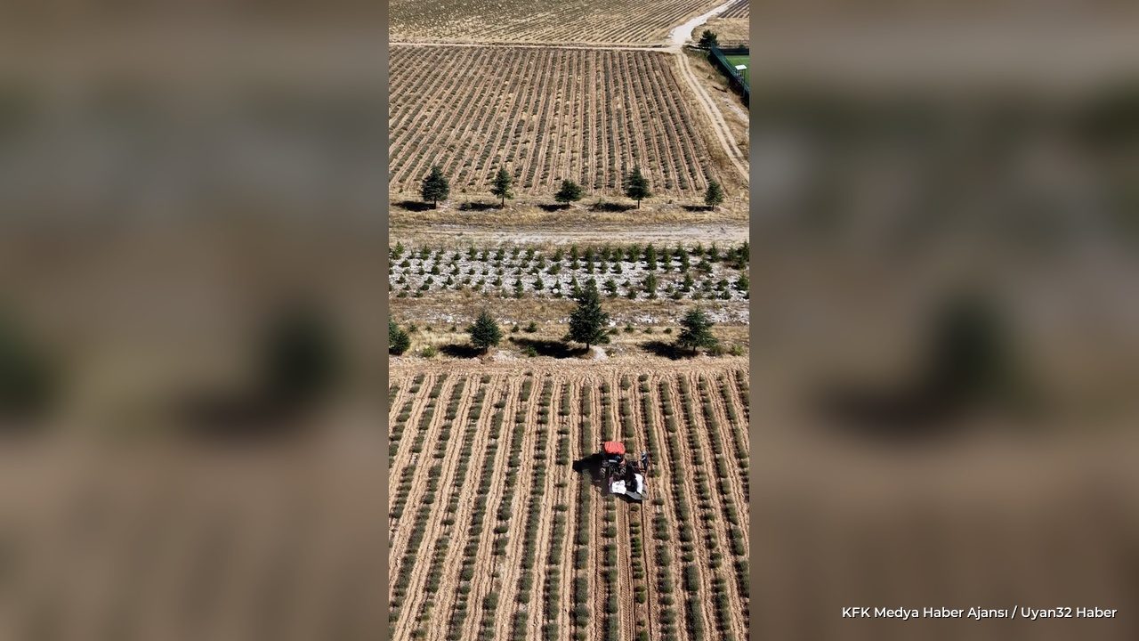 Davraz Kayak Merkezi'nde Mor Hasat Mesaisi Başladı