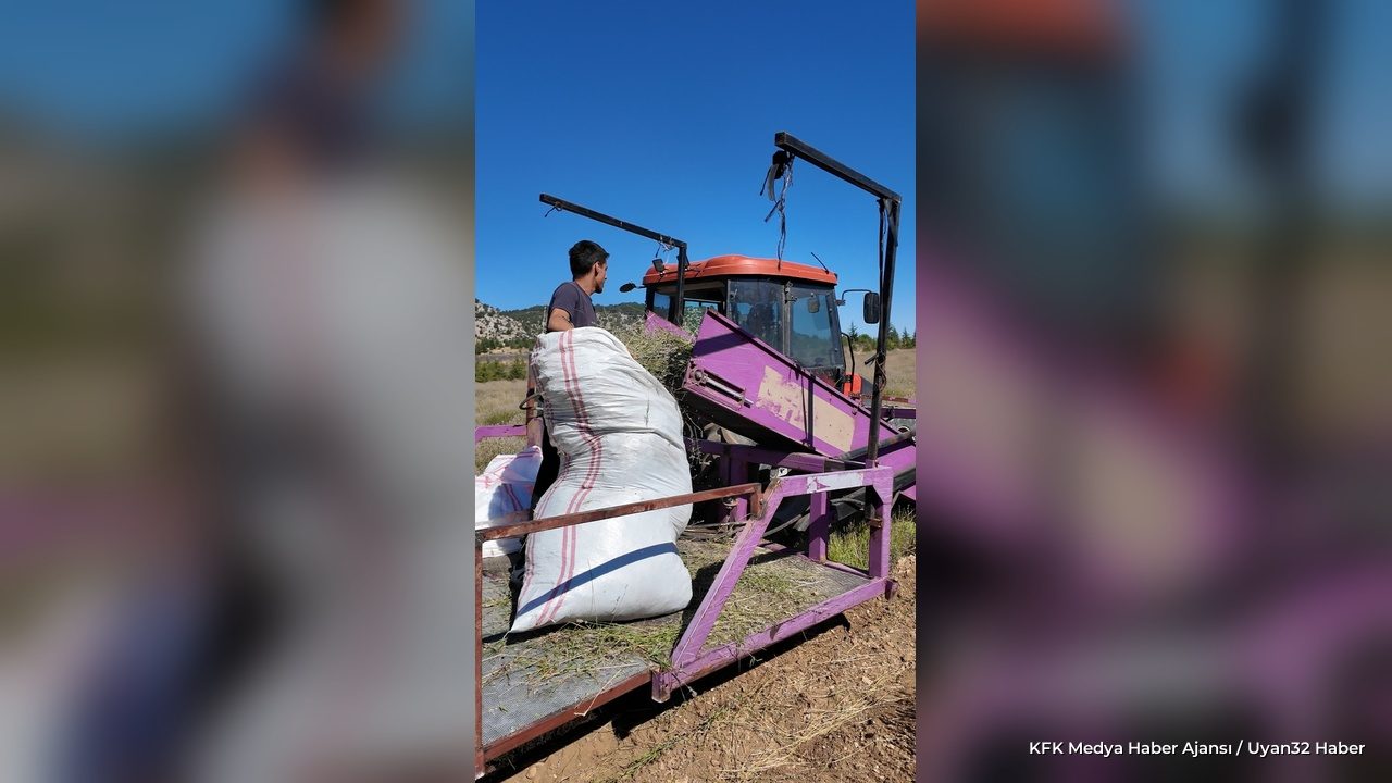 Davraz Kayak Merkezi'nde Mor Hasat Mesaisi Başladı