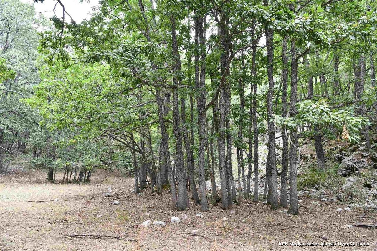 Eğirdir'in Gizli Mirası 'Kasnak Meşesi' Görsel Şölen Sunuyor