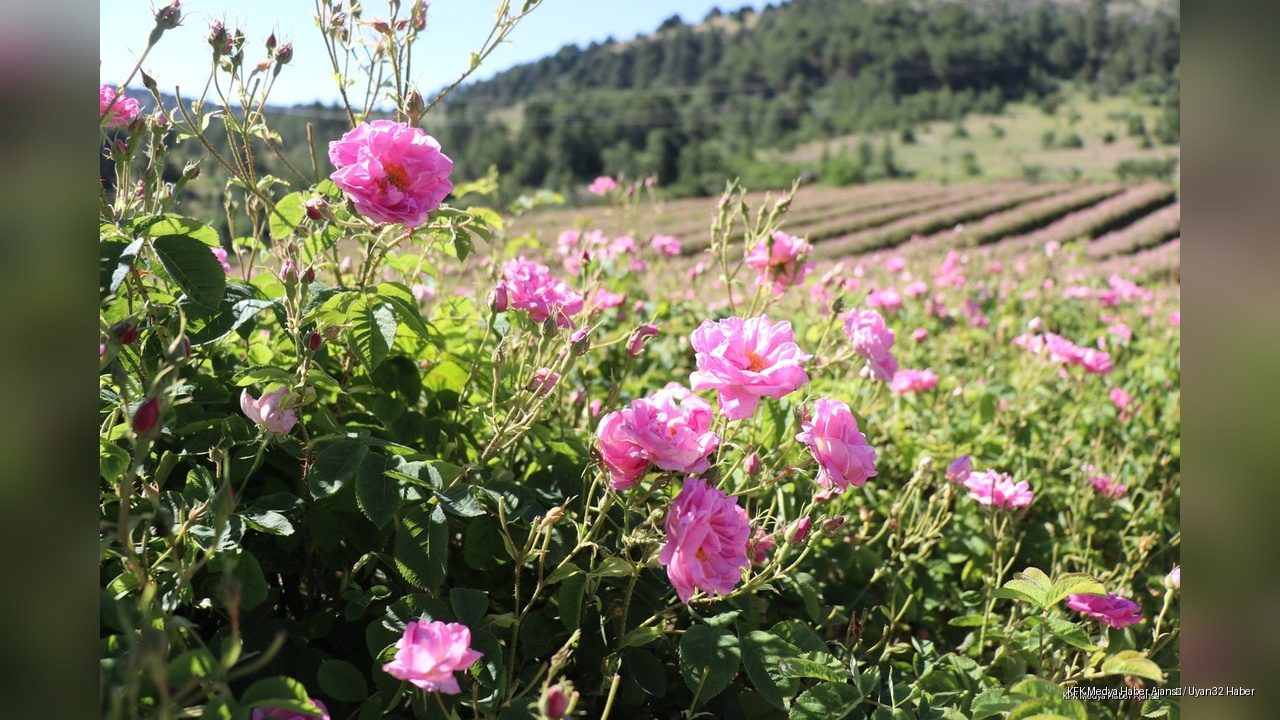 Gülün Başkenti Isparta