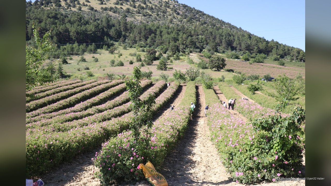 Gülün Başkenti Isparta