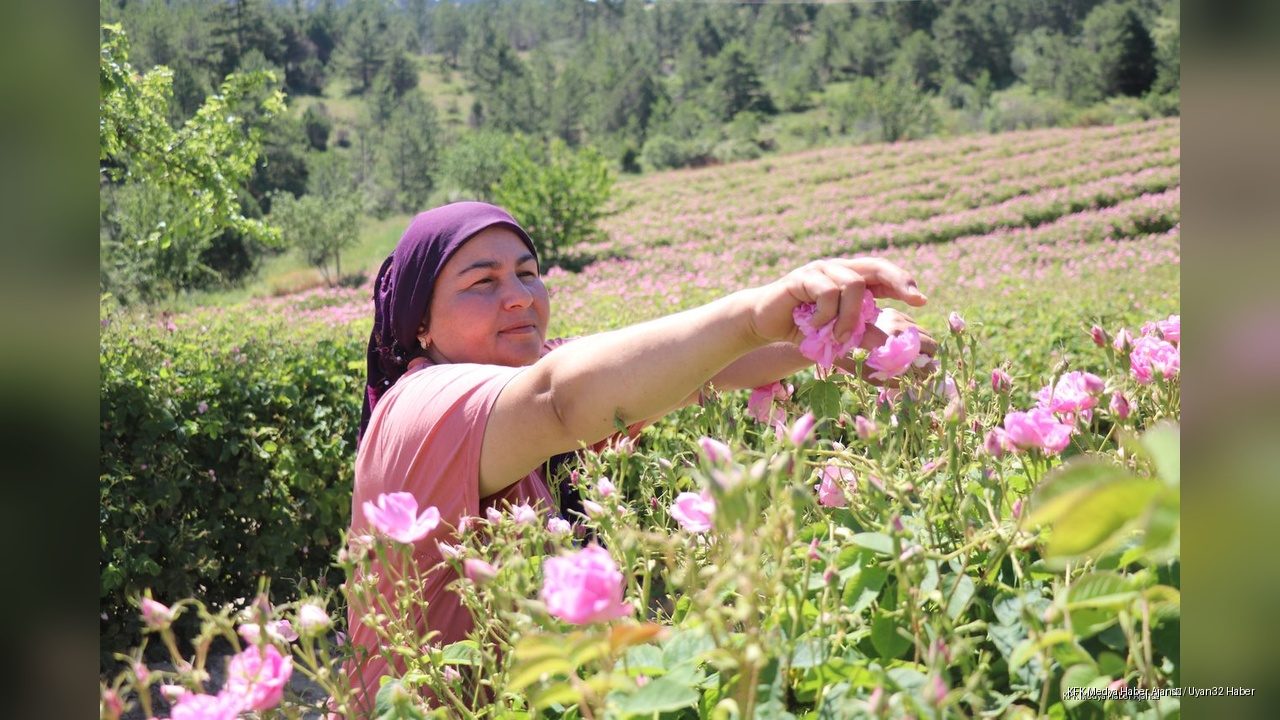 Gülün Başkenti Isparta