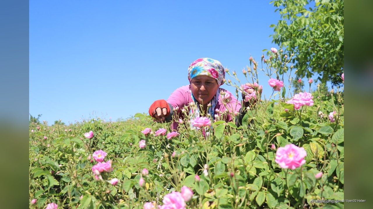 Gülün Başkenti Isparta