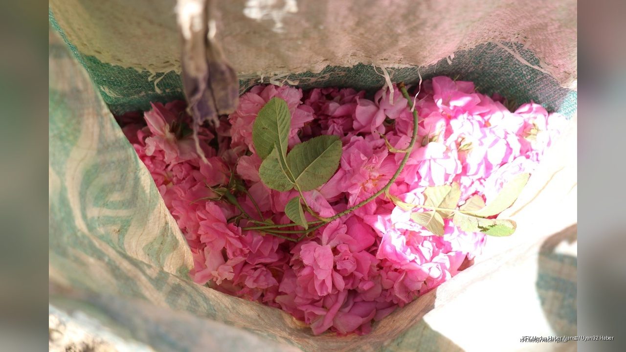 Gülün Başkenti Isparta