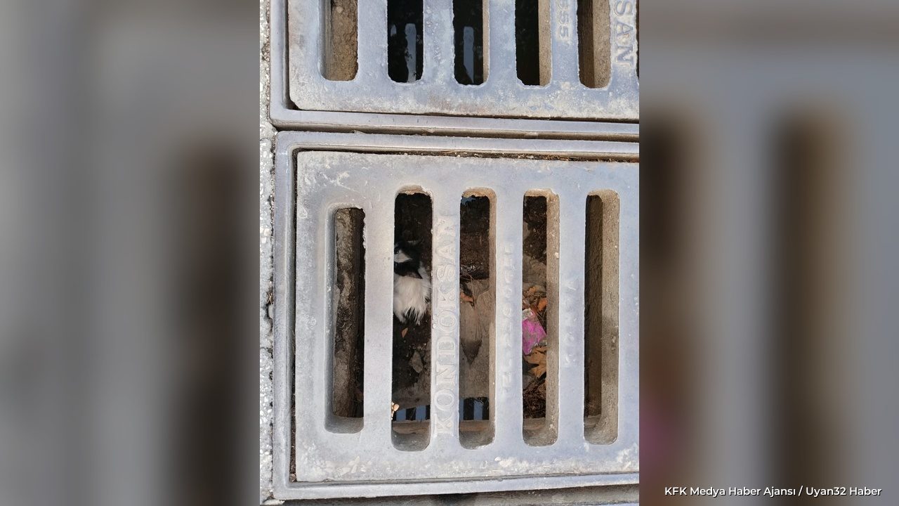 Isparta'da Araçta ve Mazgalda Mahsur Kalan 3 Kedi Kurtarıldı - Detay 4