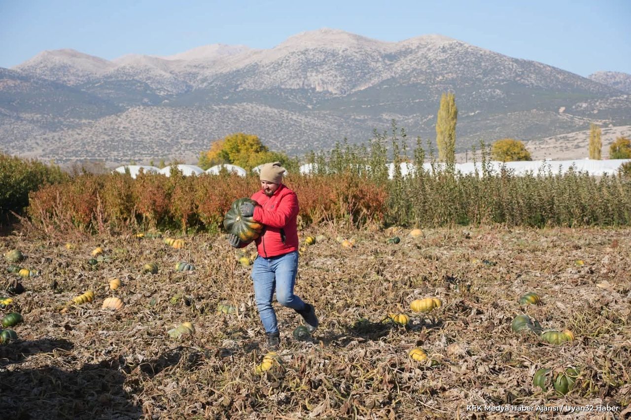Isparta'da Bal Kabağı Hasadı Devam Ediyor - Detay 2