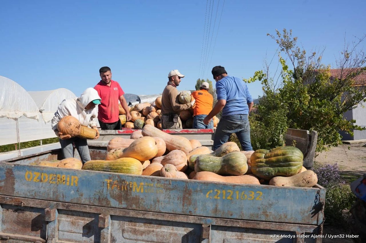 Isparta'da Bal Kabağı Hasadı Devam Ediyor - Detay 3