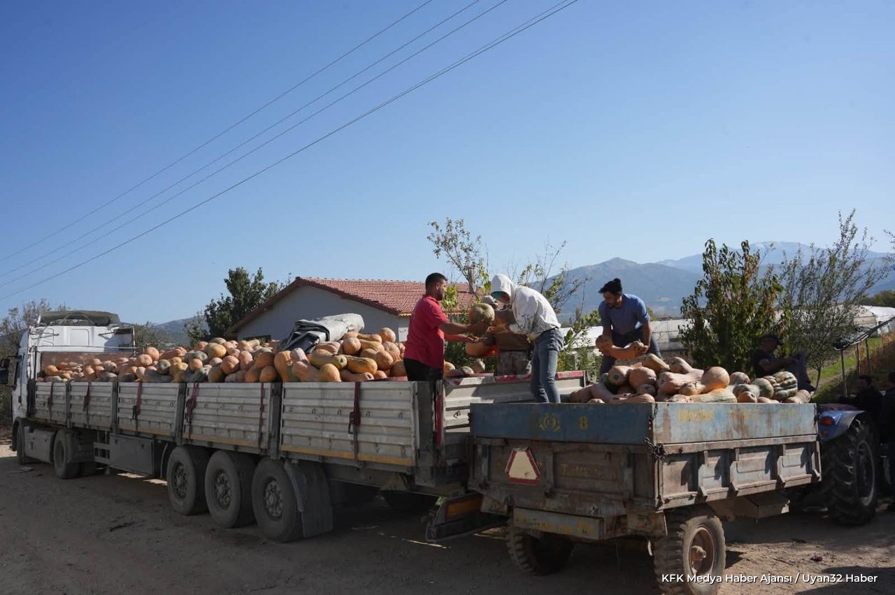 Isparta'da Bal Kabağı Hasadı Devam Ediyor - Detay 4