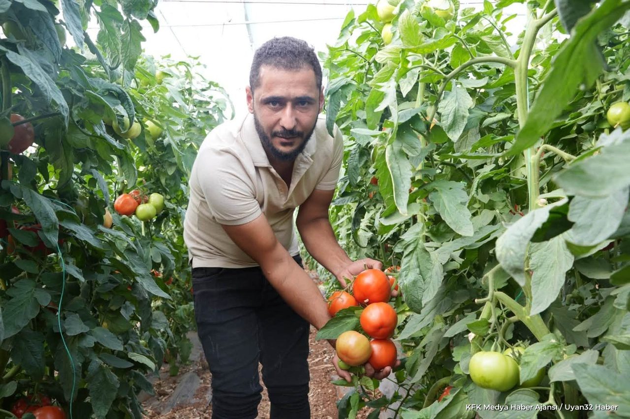 Isparta’da Domates Üretiminde Sevindiren Sonuç