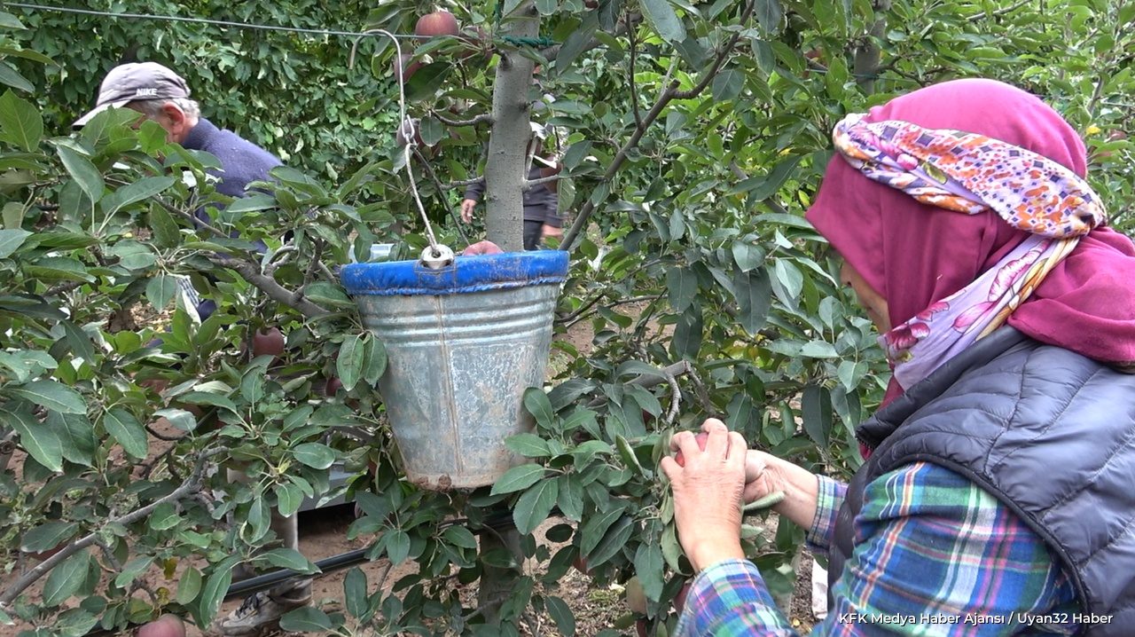 Isparta'da Elma Hasadı Sürüyor: Rekolte Beklentisi 1 Milyon 250 Bin Ton - Detay 9