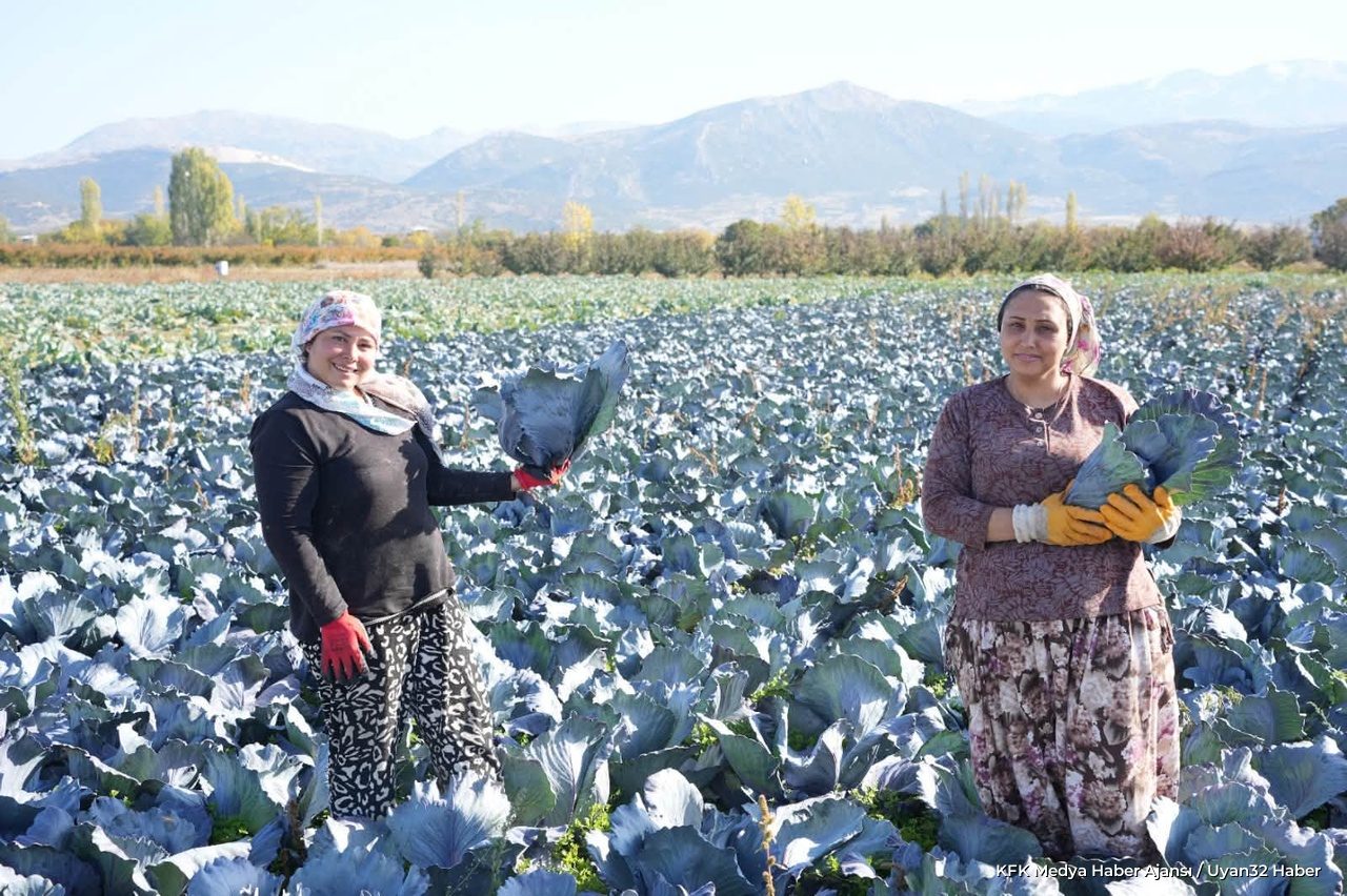 Isparta’da Mor Lahana Hasadı Başladı - Detay 2