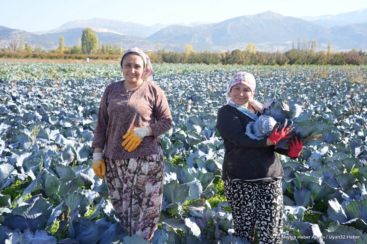Isparta’da Mor Lahana Hasadı Başladı - Detay 4