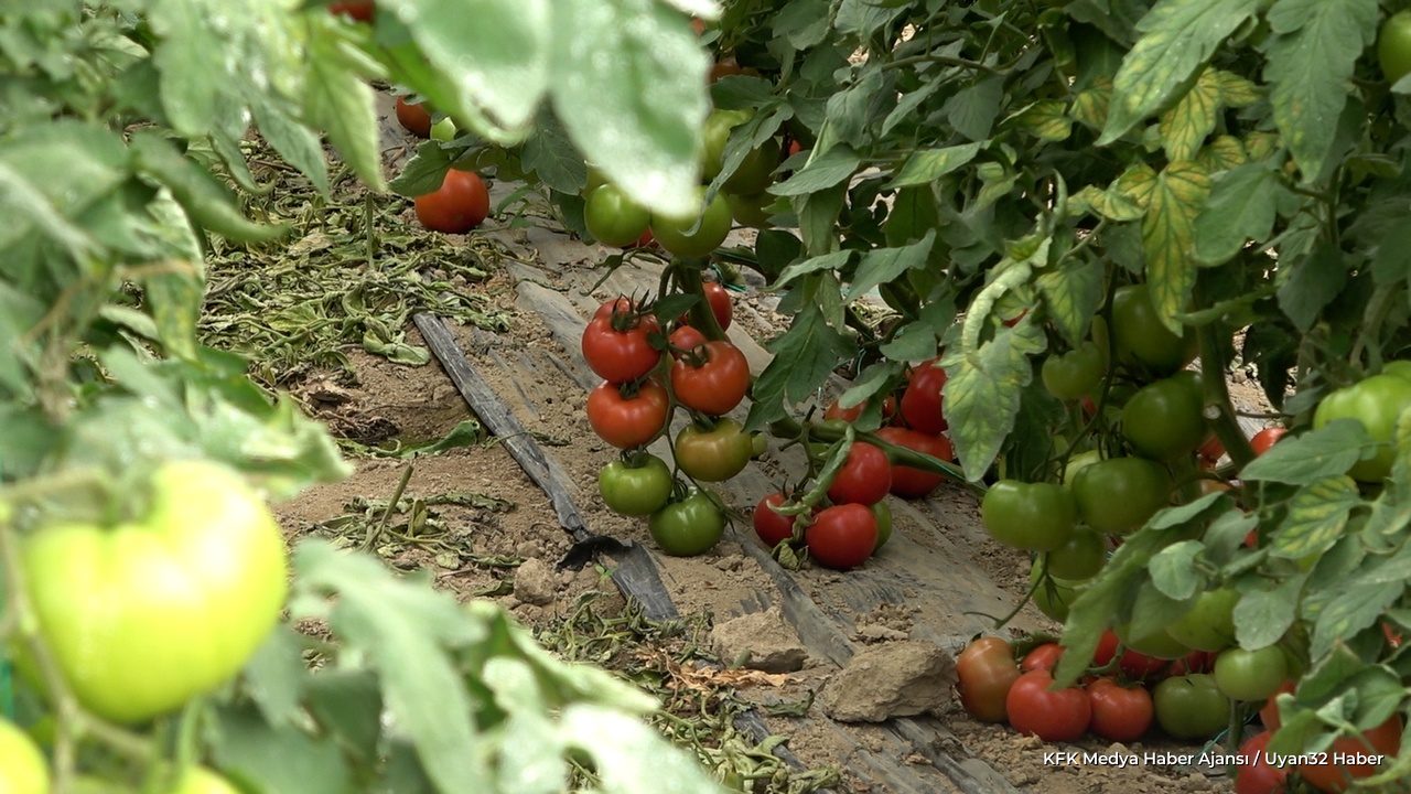 Isparta'da Domates Hasadı Heyecanı