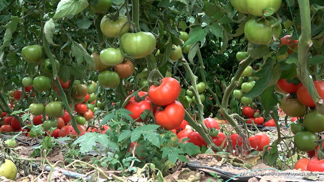 Isparta'da Domates Hasadı Heyecanı