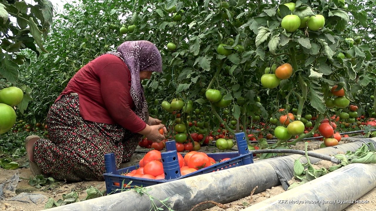 Isparta'da Domates Hasadı Heyecanı