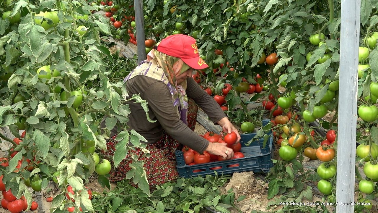 Isparta'da Domates Hasadı Heyecanı