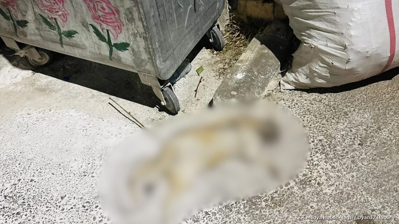 Isparta'daki Kedi İddiasıyla İlgili İlk Açıklama Geldi