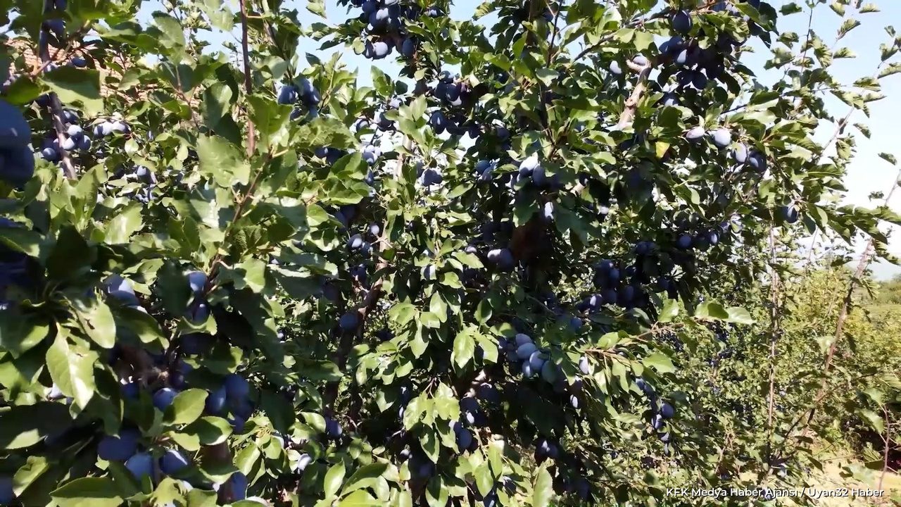 Isparta Eğirdir'de Mürdüm Eriği Hasadı Başladı: Üreticiden Çağrı