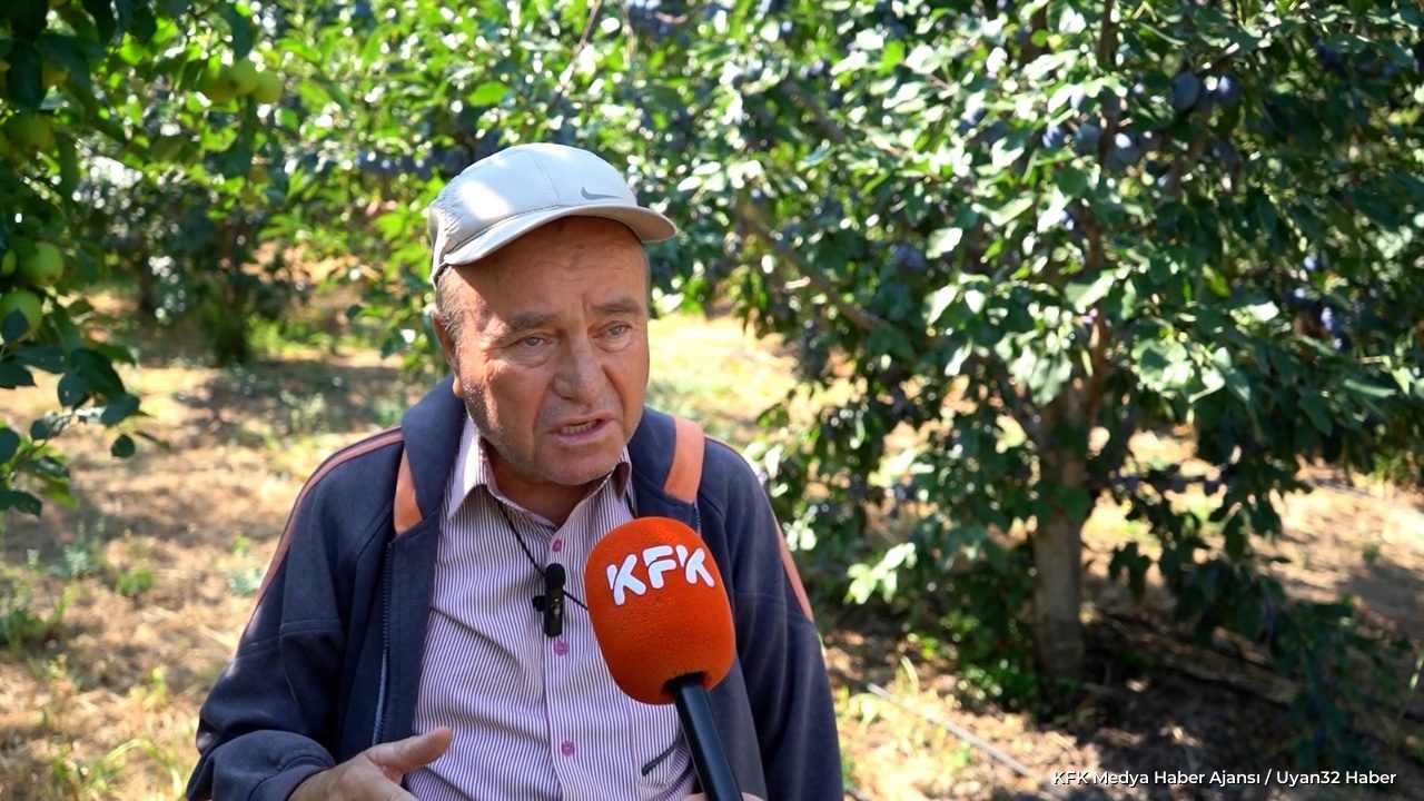 Isparta Eğirdir'de Mürdüm Eriği Hasadı Başladı: Üreticiden Çağrı - Detay 4