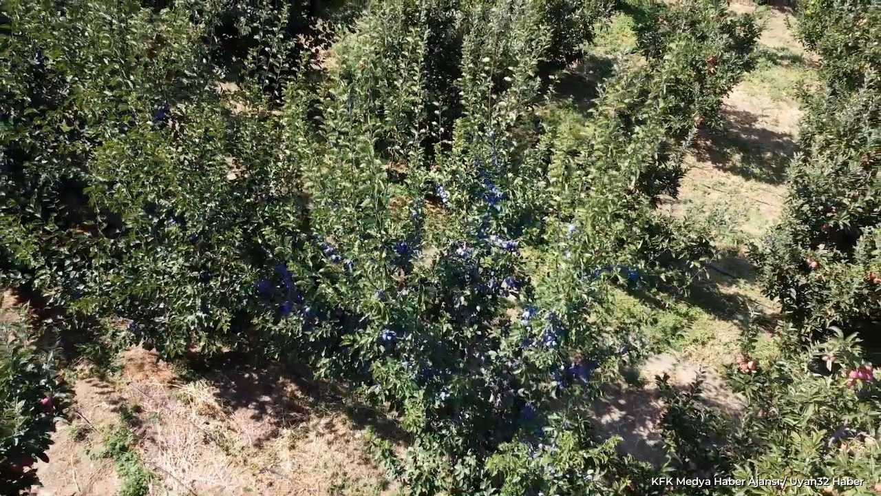 Isparta Eğirdir'de Mürdüm Eriği Hasadı Başladı: Üreticiden Çağrı - Detay 6