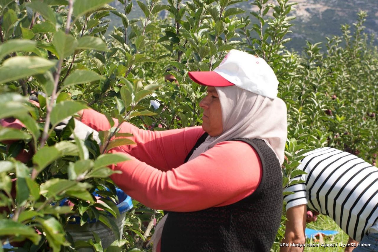 Isparta Elma Hasadı 2025 Verileriyle Başladı - Detay 4