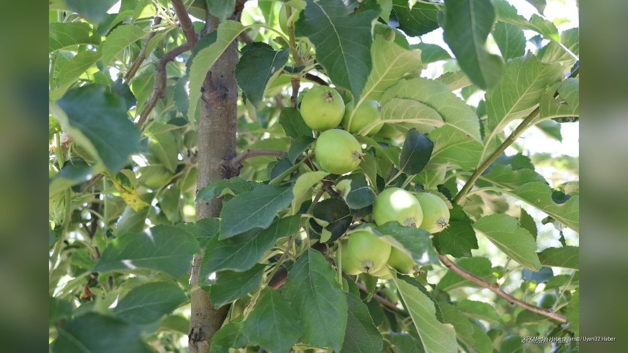 Isparta Elmasında Rekolte Patlaması Bekleniyor