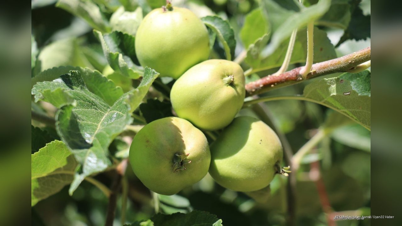 Isparta Elmasında Rekolte Patlaması Bekleniyor