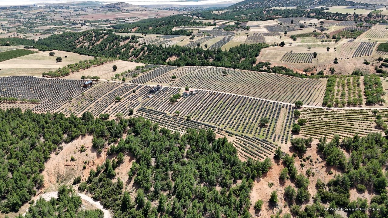 Isparta Kuyucak Köyünde Lavanta Sezonu Başladı