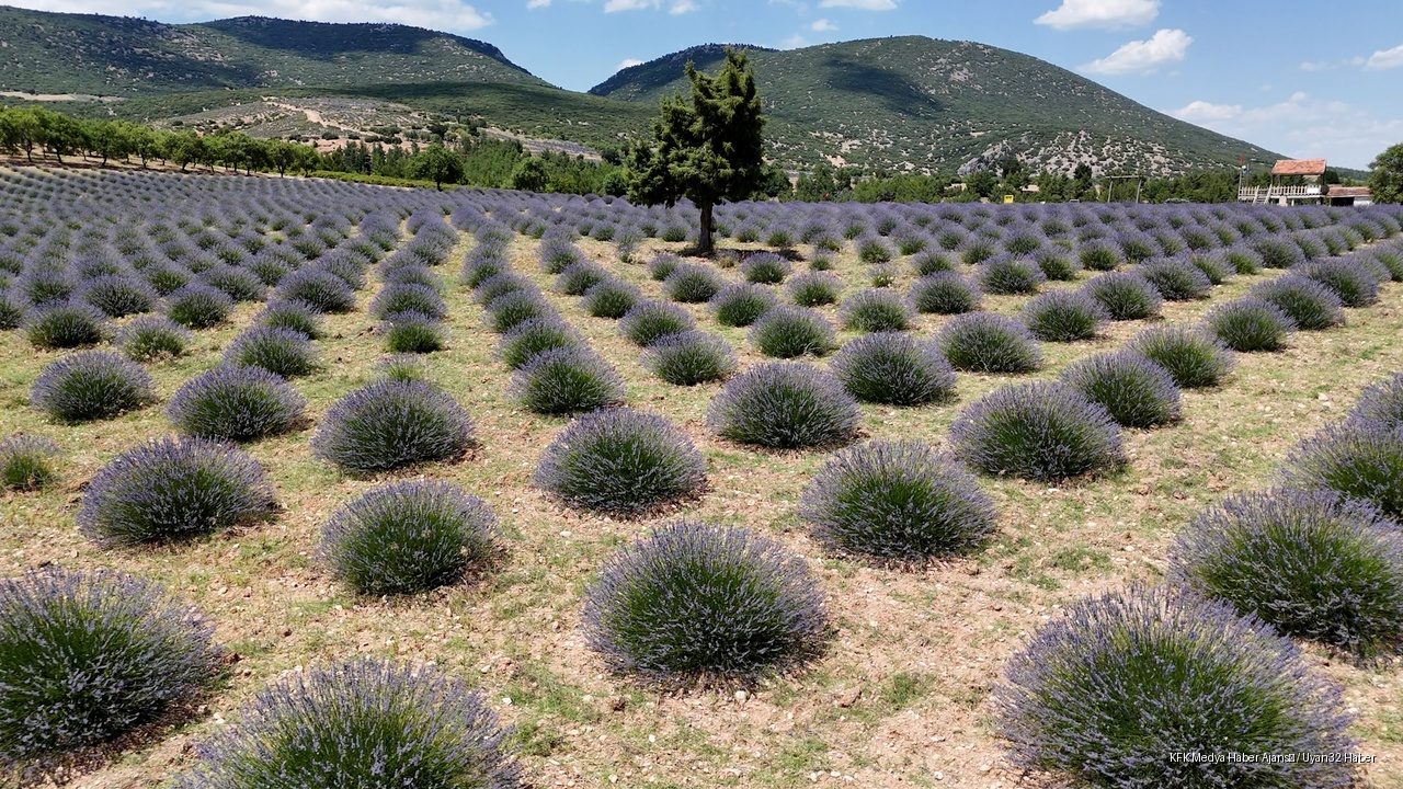 Isparta Kuyucak Köyünde Lavanta Sezonu Başladı