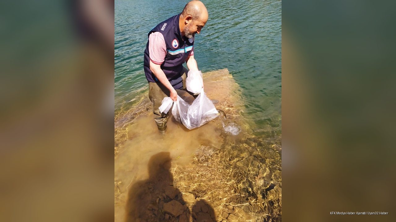 Isparta'ya 375 Bin Sazan Yavrusu Salındı