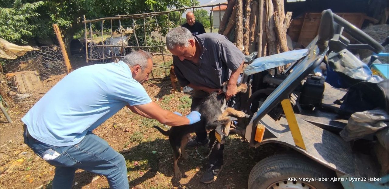 Isparta Şarkikaraağaç'ta Sahipli Köpeklere Kuduz Aşısı Yapıldı
