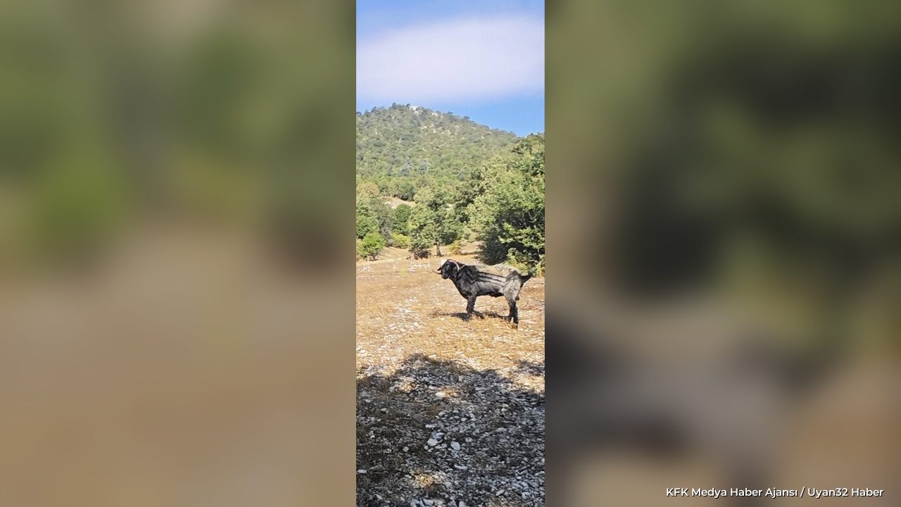 Eğirdir'de Kaybolan Teke İhbar Bekliyor