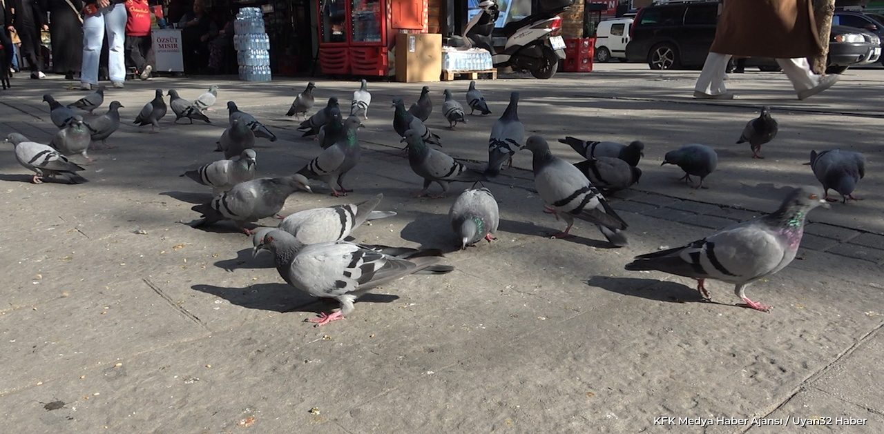 Kaymakkapı Meydanı’nda Güvercin Tartışması: Esnaf Ne Diyor, Vatandaş Ne Düşünüyor?