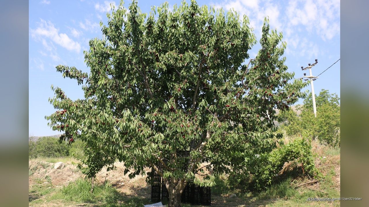 Kirazın Başkenti Uluborlu