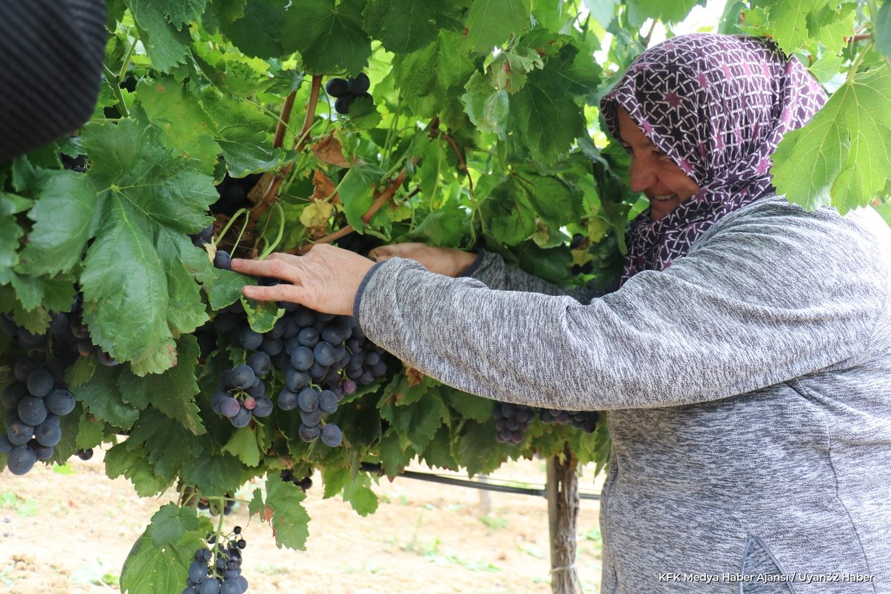 Kuyucak'ta Üzüm Hasadı Başladı: Ürünler İhracata Gidiyor - Detay 9