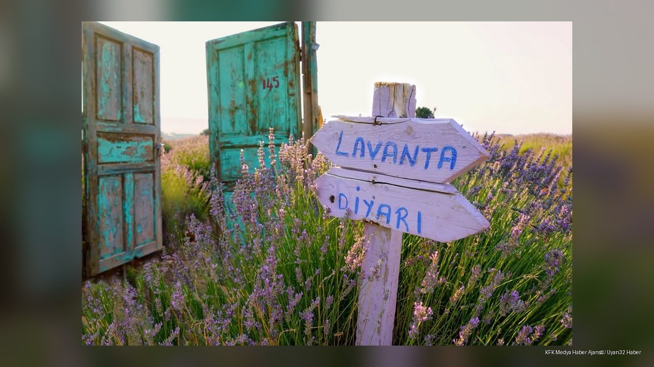 Lavanta Tarlaları Ziyaretçilerini Morun Büyüsüyle Karşılıyor