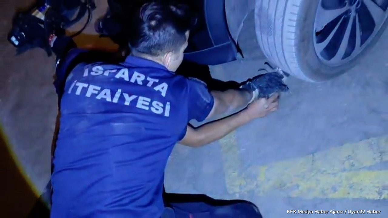 Otomobile Sıkışan Kedi Kurtarıldı - Detay 2
