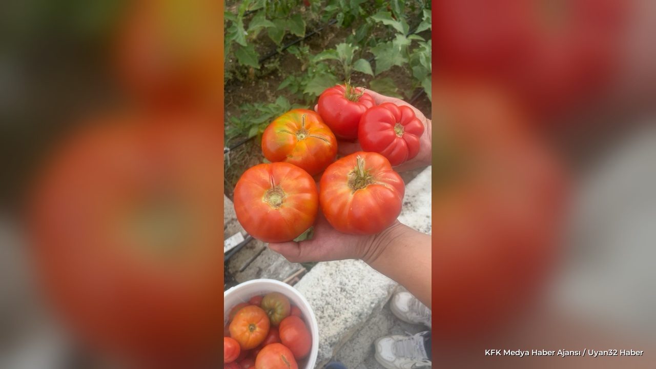 Sütçüler'de Tarihi Domates Hasadı Başladı