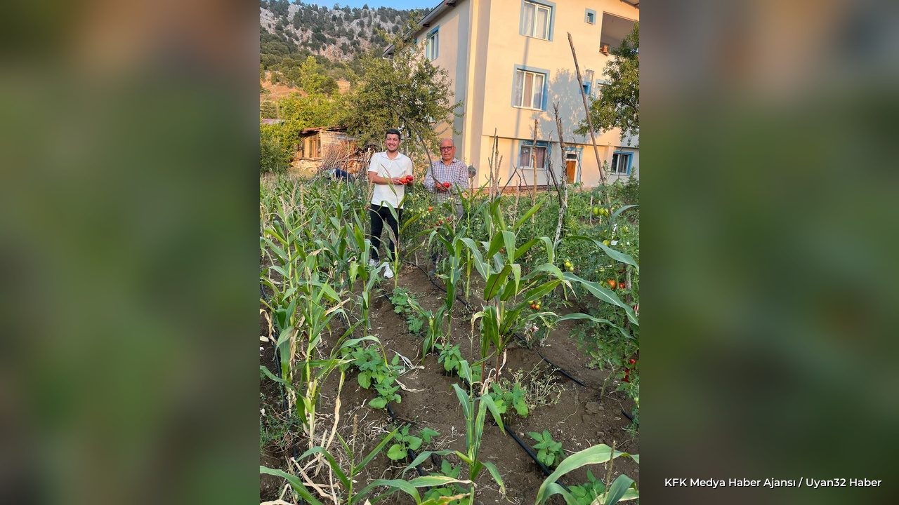 Sütçüler'de Tarihi Domates Hasadı Başladı